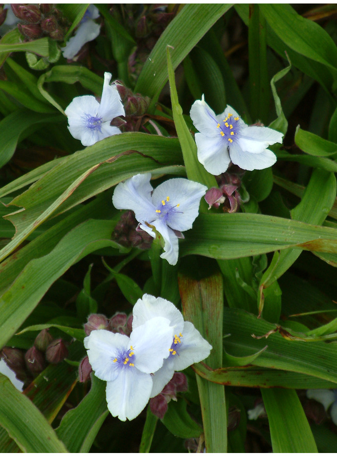 Tradescantia 'Osprey' - The Beth Chatto Gardens