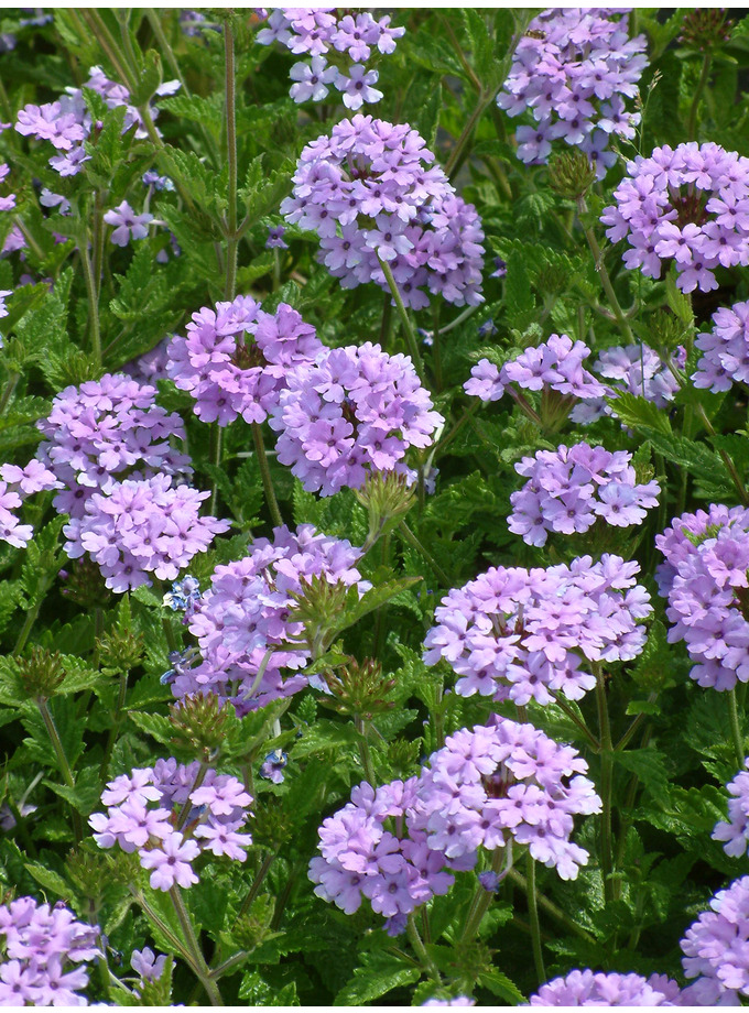 Glandularia 'La France' - The Beth Chatto Gardens