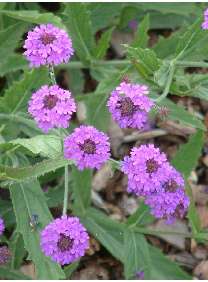 Dry Area Plants | Verbena rigida - The Beth Chatto Gardens