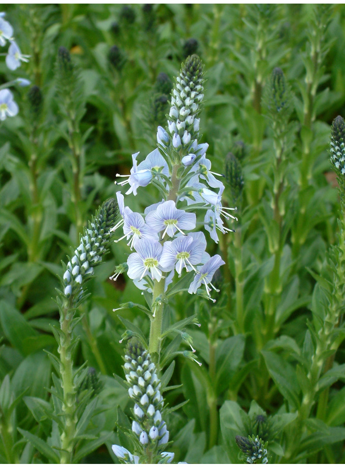 Veronica gentianoides - The Beth Chatto Gardens