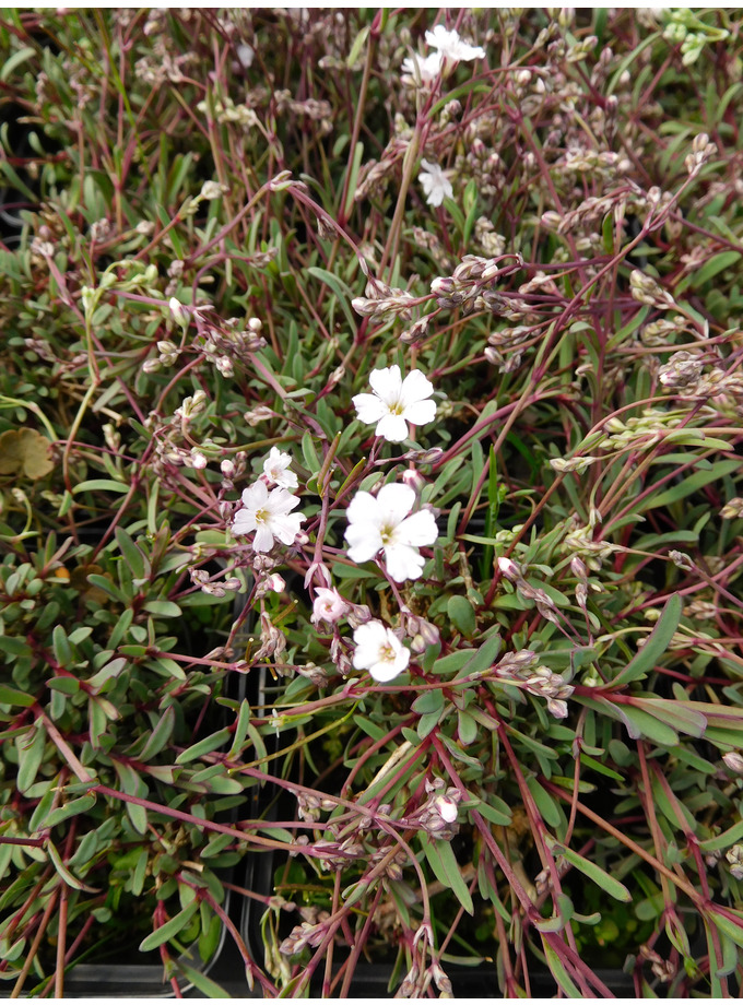 Gypsophila Repens 'Dubia' The Beth Chatto Gardens