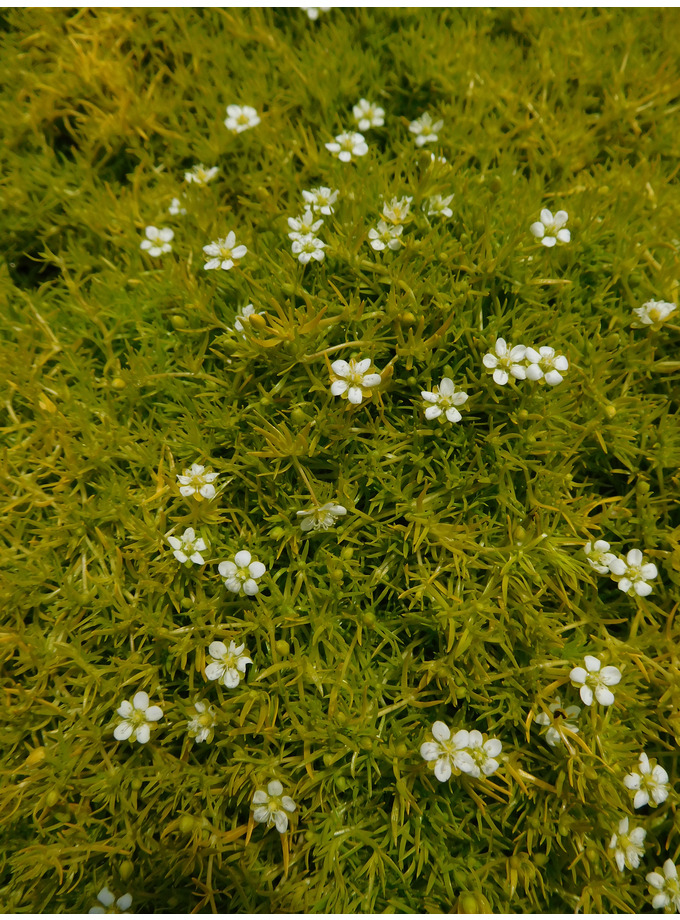 Sagina subulata glabrata 'Aurea' The Beth Chatto Gardens