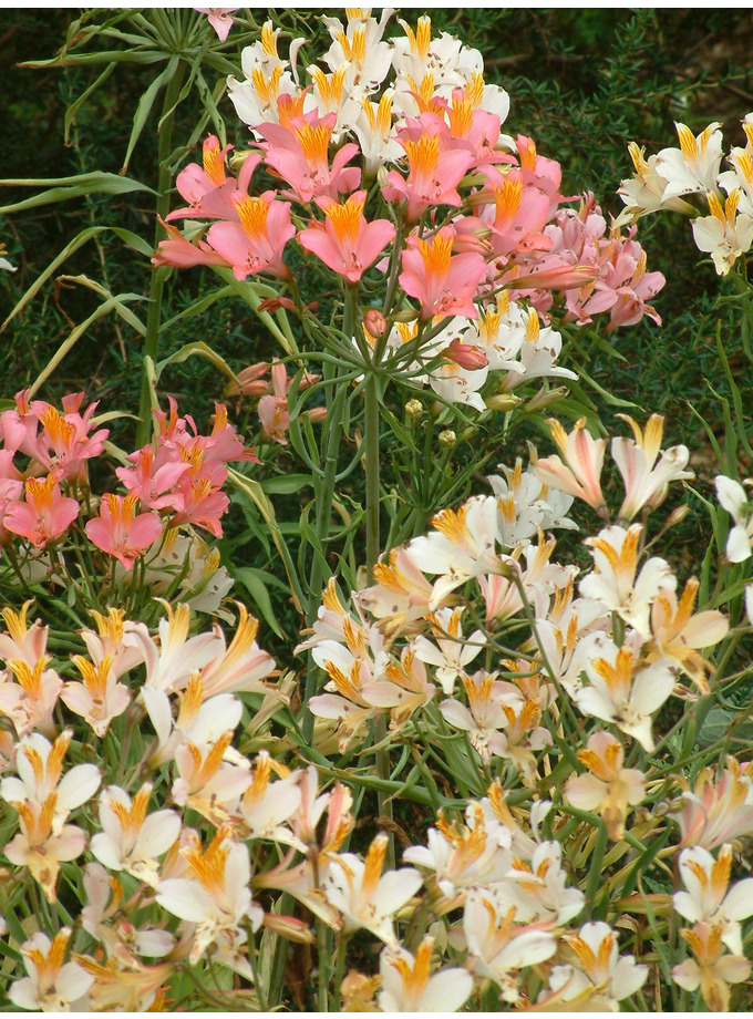 All Plants Alstroemeria Ligtu Hybrids The Beth Chatto Gardens Alstroemeria Ligtu Hybrids