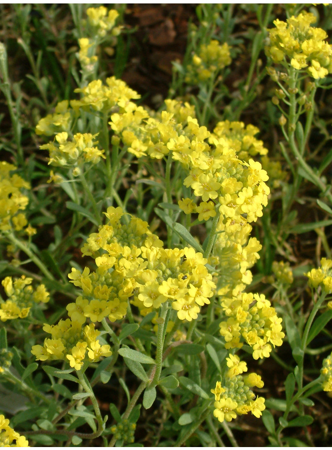 A - B > Alyssum > Alyssum montanum - The Beth Chatto Gardens