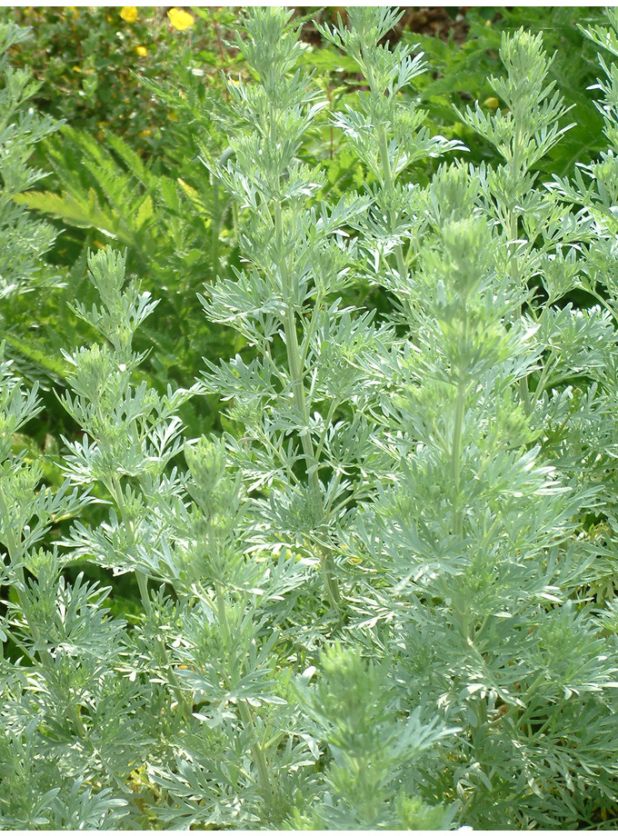 Artemisia absinthium 'Lambrook' - The Beth Chatto Gardens