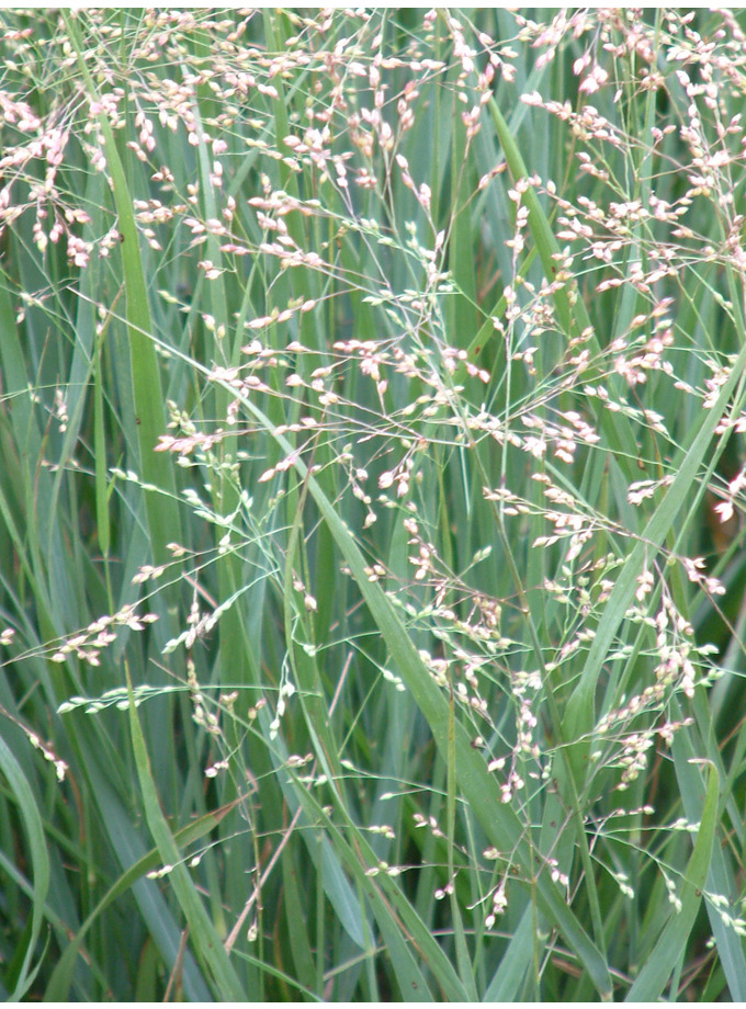 Grasses > Panicum > Panicum virgatum - The Beth Chatto Gardens