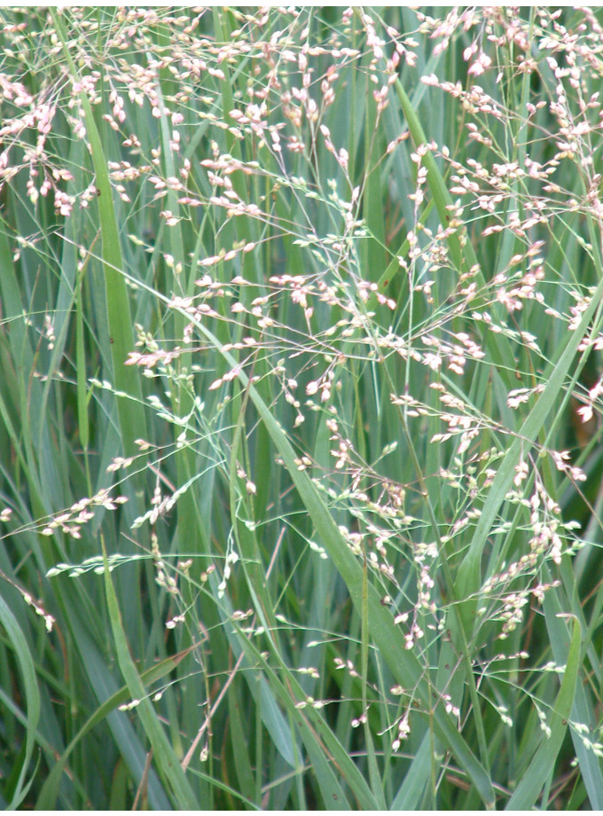 Grasses > Panicum > Panicum Virgatum - The Beth Chatto Gardens