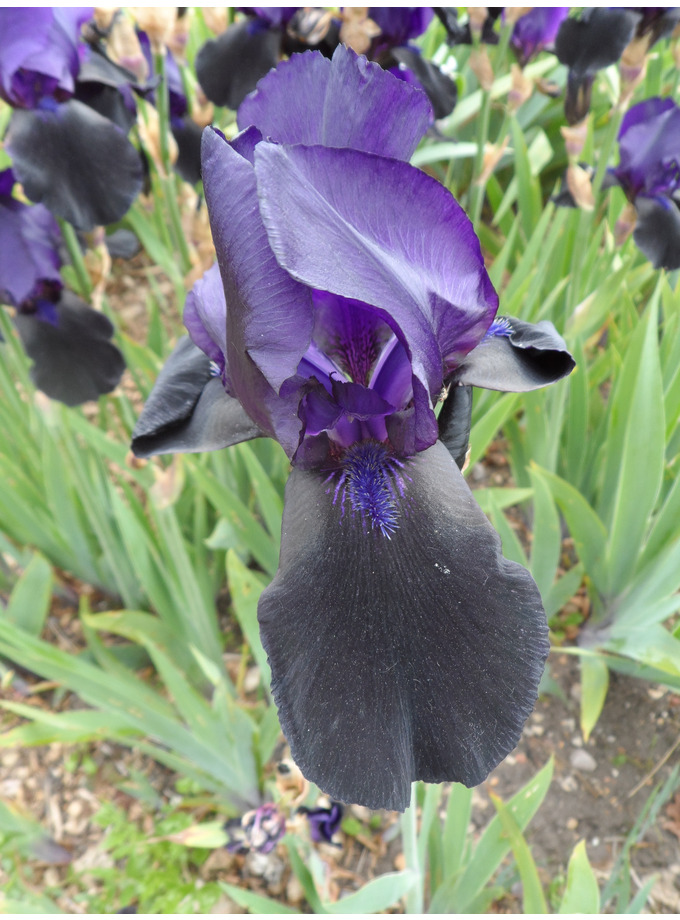 Plants for dry areas &gt; Iris �Deep Black� The Beth Chatto