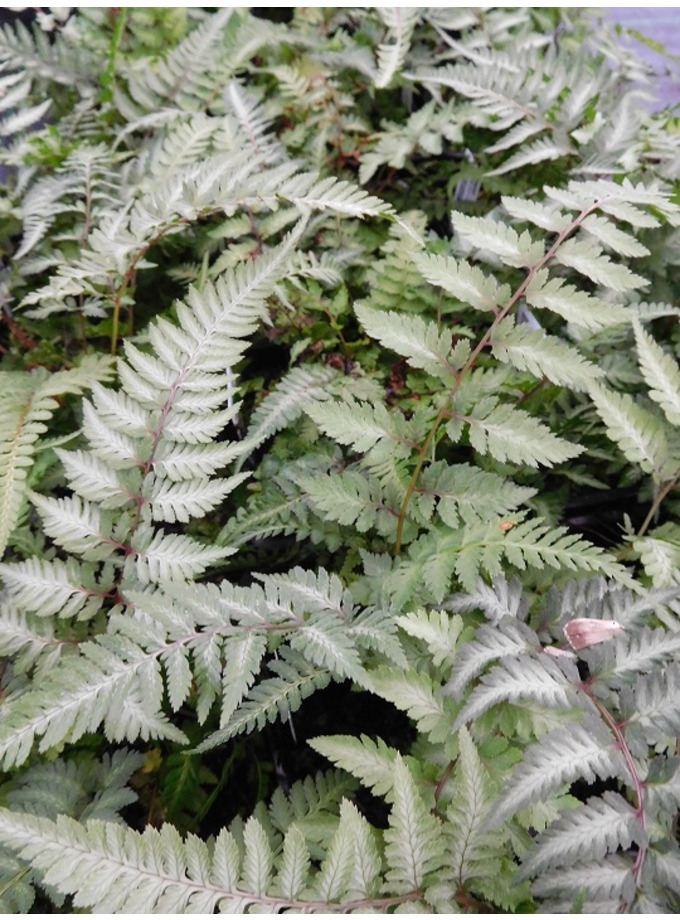 Athyrium niponicum var. pictum - The Beth Chatto Gardens