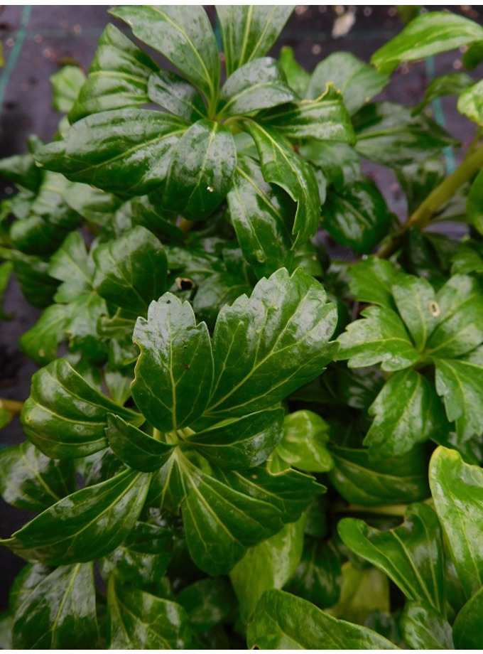 Pachysandra 'Green Sheen' The Beth Chatto Gardens