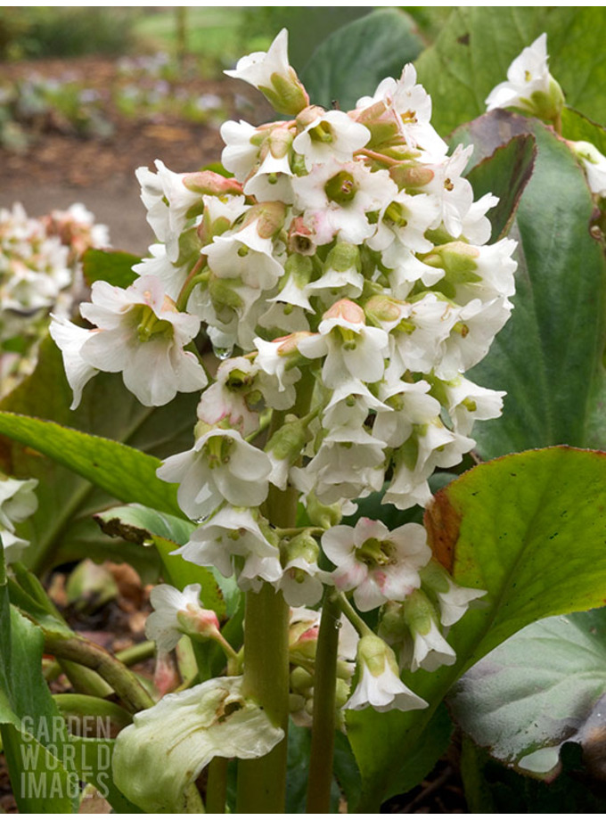 Bergenia 'Silberlicht' - The Beth Chatto Gardens