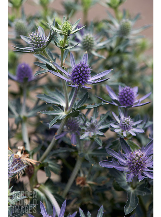 Eryngium planum 'Blue Hobbit' The Beth Chatto Gardens