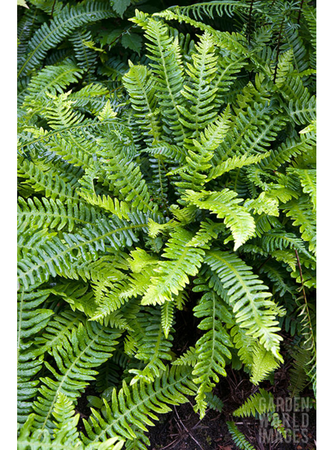 For Shade Blechnum Spicant The Beth Chatto Gardens
