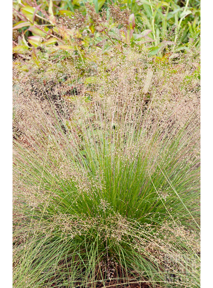 Sporobolus heterolepis - The Beth Chatto Gardens