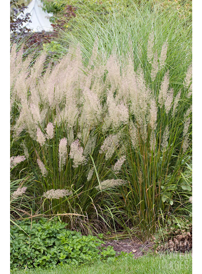 Calamagrostis brachytricha - The Beth Chatto Gardens