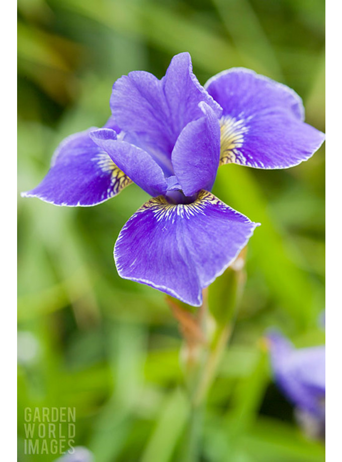 Iris 'Silver Edge' (Sib) - The Beth Chatto Gardens