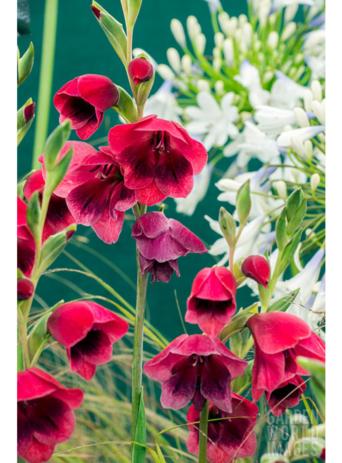 Gladiolus Gladiolus Ruby The Beth Chatto Gardens