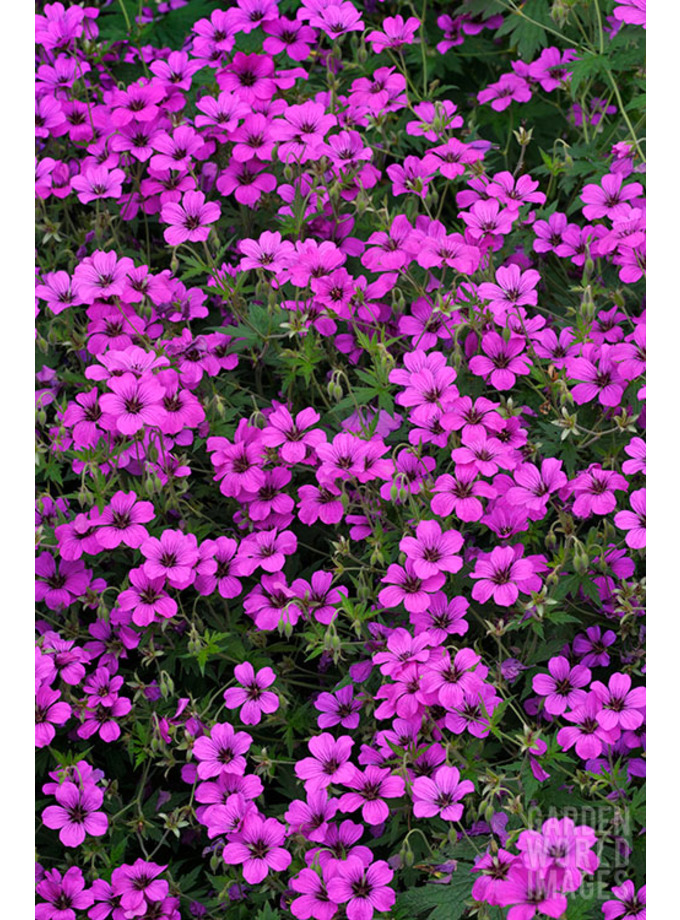 Geranium Patricia = 'Brempat' The Beth Chatto Gardens