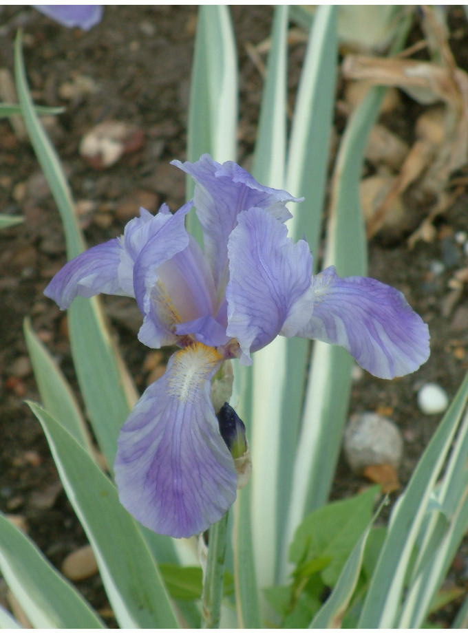 Iris Pallida Argentea Variegata The Beth Chatto Gardens Iris Pallida Argentea Variegata