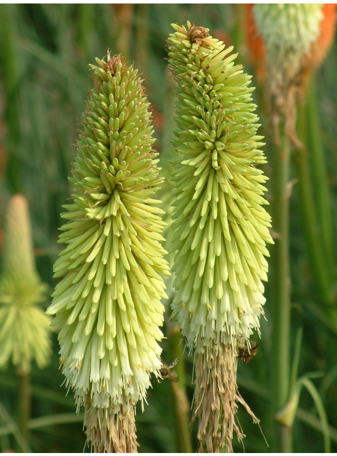 Kniphofia green jade