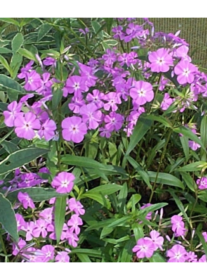 Phlox glaberrima 'Bill Baker' - The Beth Chatto Gardens