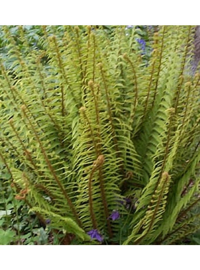 Polystichum setiferum 'Dahlem' - The Beth Chatto Gardens