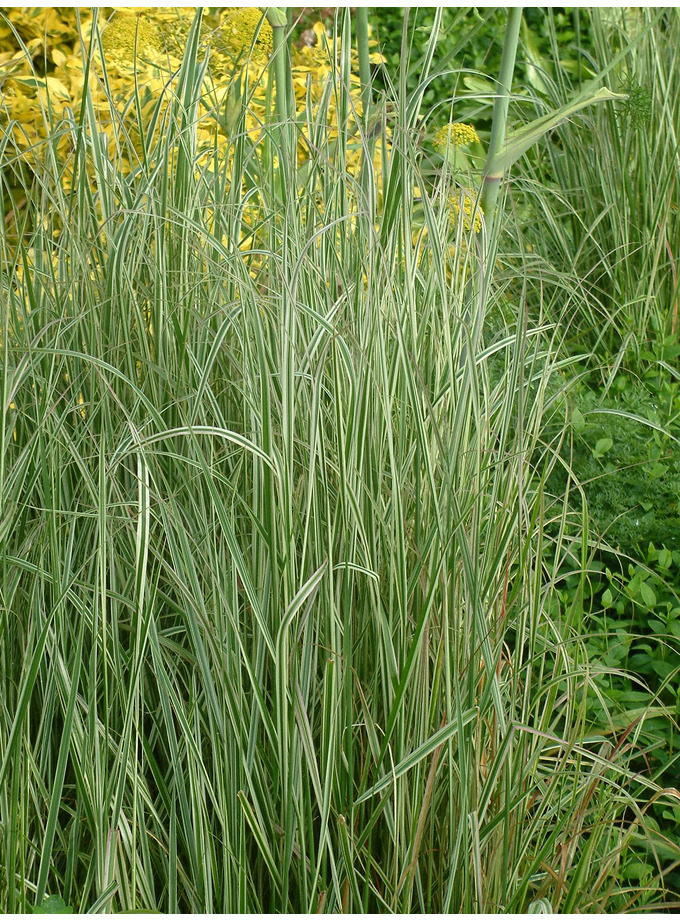 Calamagrostis 'Overdam' - The Beth Chatto Gardens