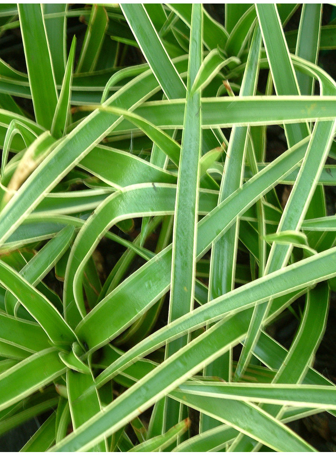 Luzula sylvatica 'Marginata' The Beth Chatto Gardens