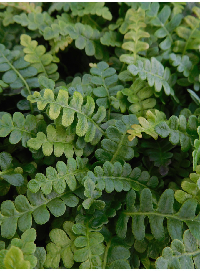 Blechnum pennamarina alpinum Beth Chatto Gardens