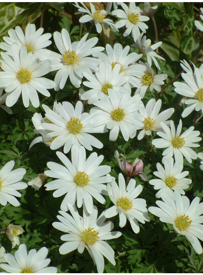 anemona blanca anemona blanca