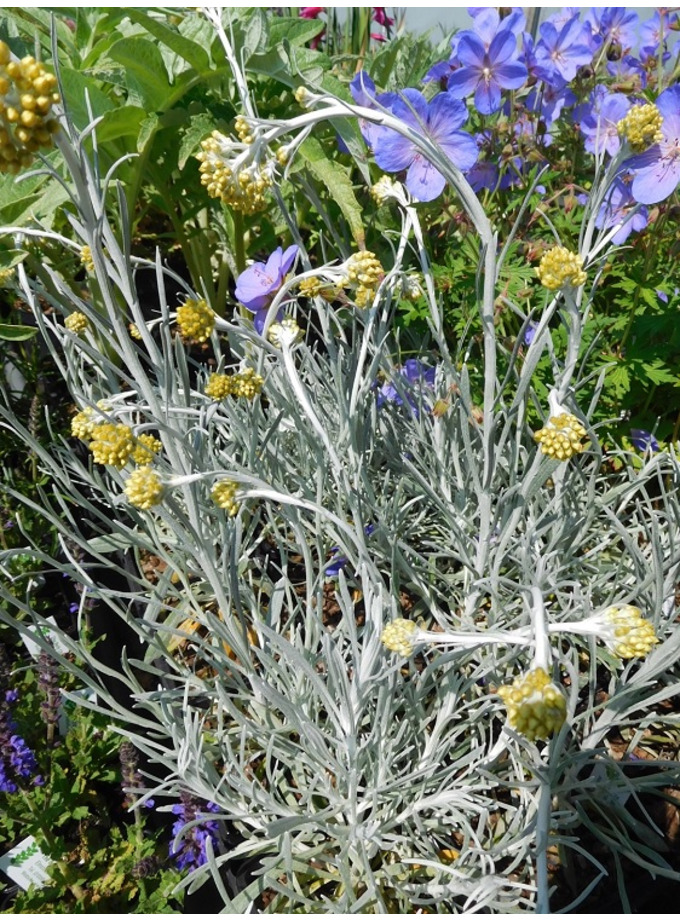 Helichrysum 'White Barn' - The Beth Chatto Gardens