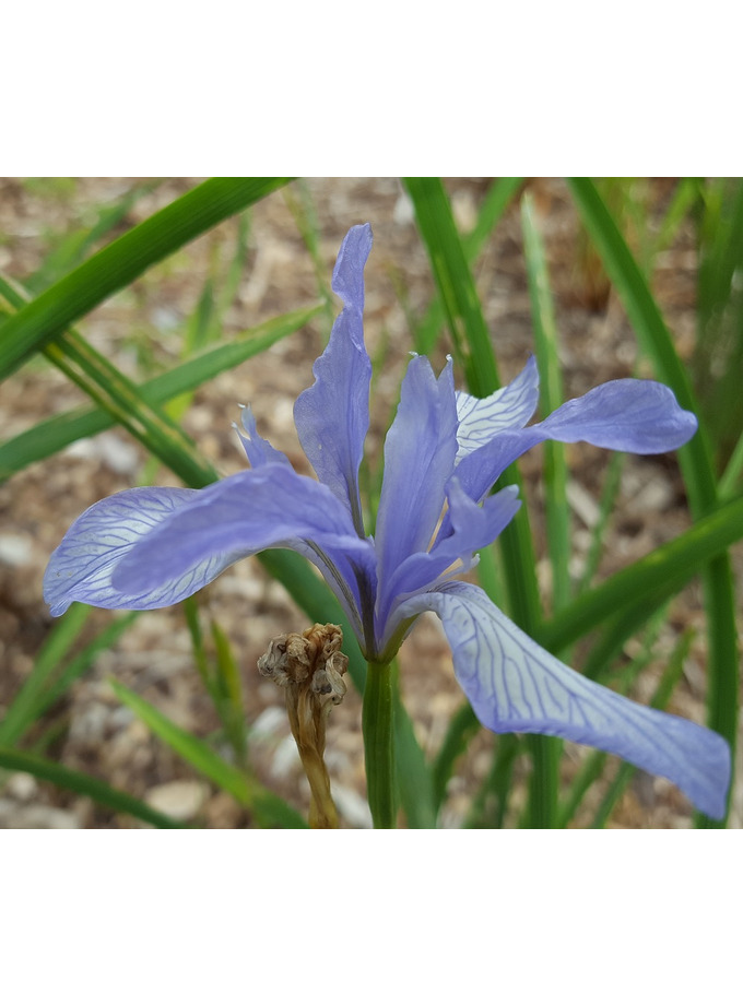 Iris spuria subsp. halophila The Beth Chatto Gardens