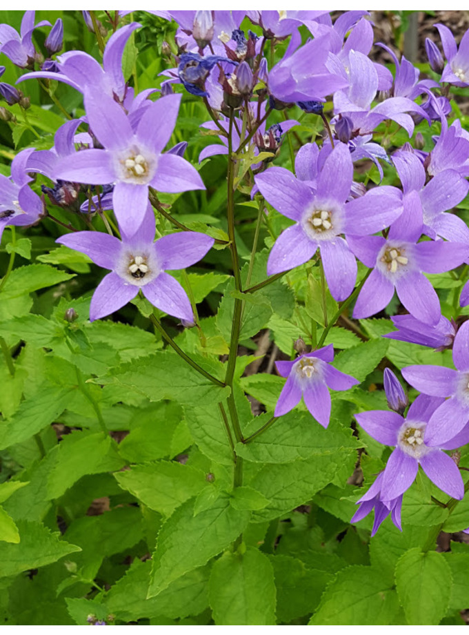 Campanula 'Border Blues' The Beth Chatto Gardens