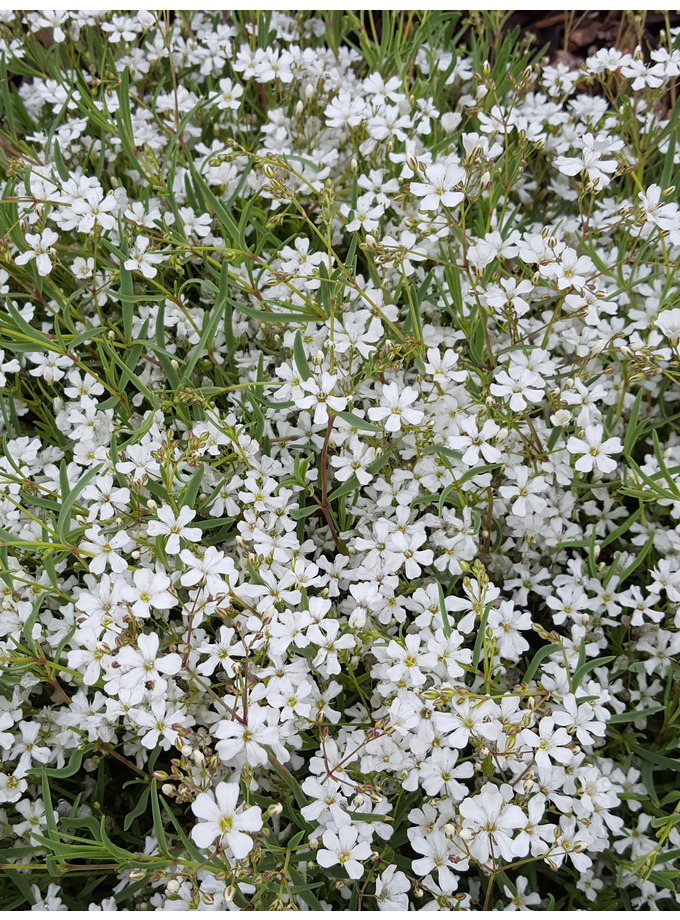 Plants Gypsophila repens Alba The Beth Chatto Gardens