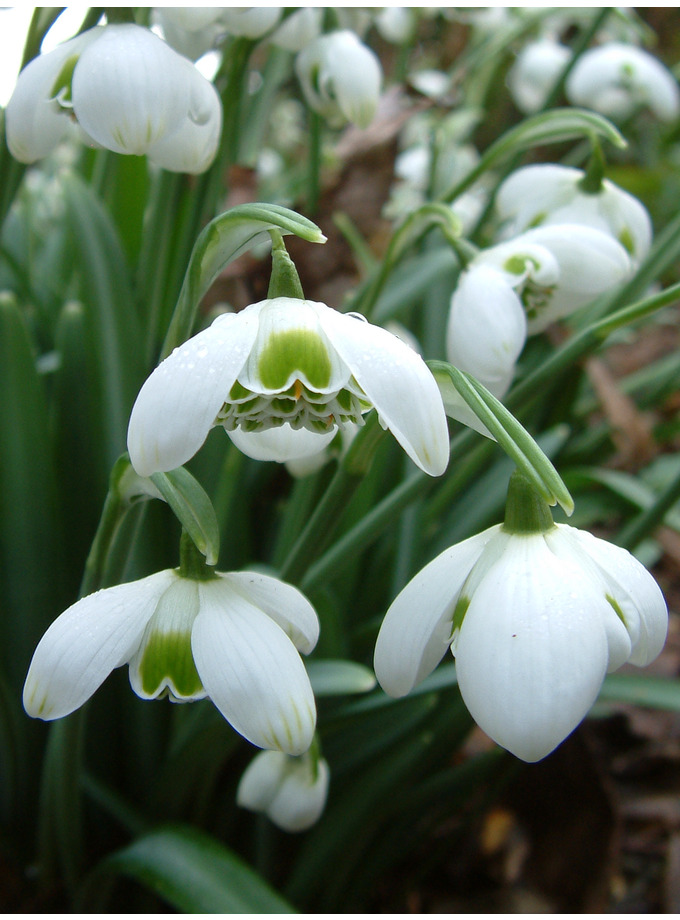 Galanthus ‘Hippolyta’ x 3 bulbs - The Beth Chatto Gardens