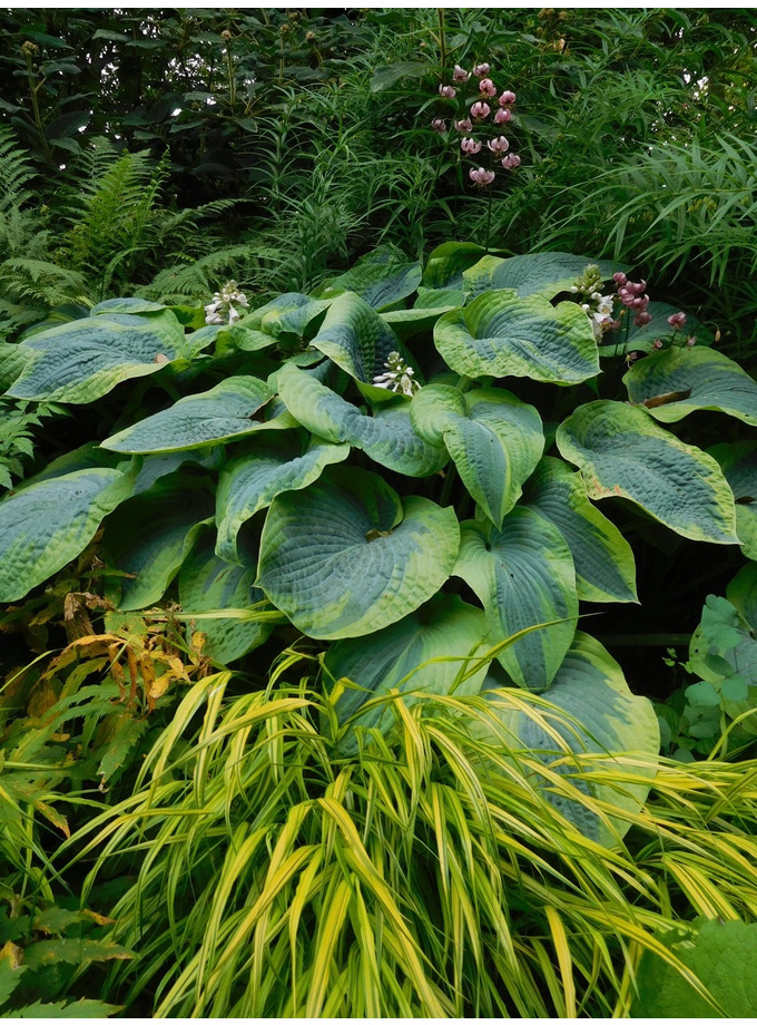 Hosta Frances Williams (sieboldiana) - Beth Chatto Gardens