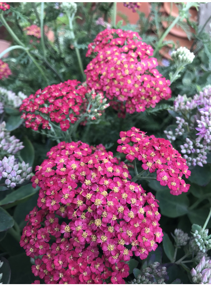 All Plants > Achillea 'Paprika' The Beth Chatto Gardens