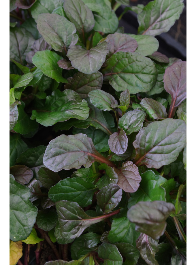 Ajuga Reptans 'Braunherz' - The Beth Chatto Gardens