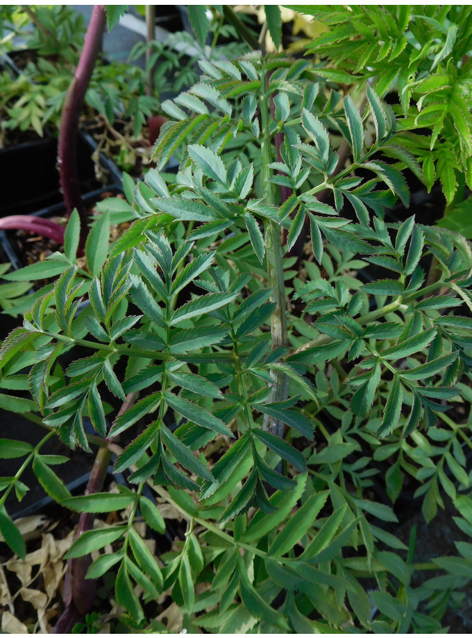 Angelica dahurica The Beth Chatto Gardens