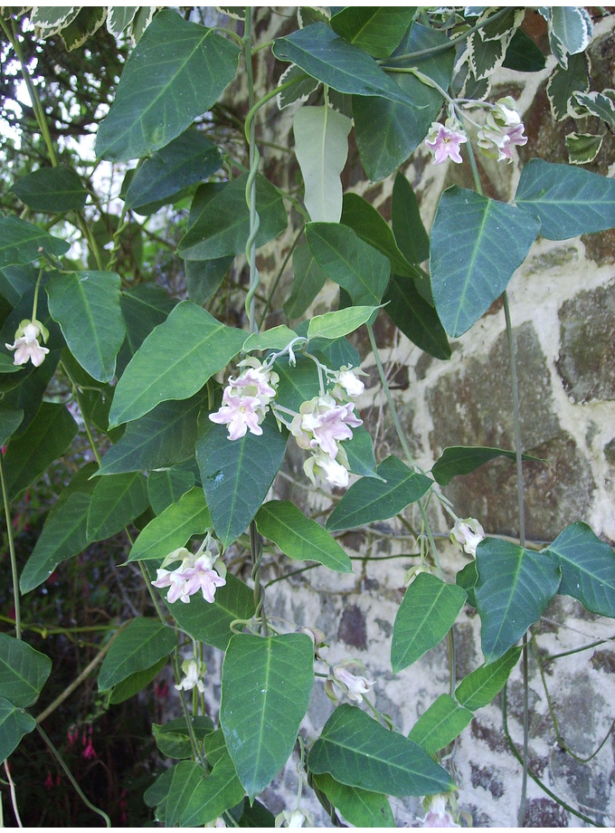 New Araujia Sericifera The Beth Chatto Gardens