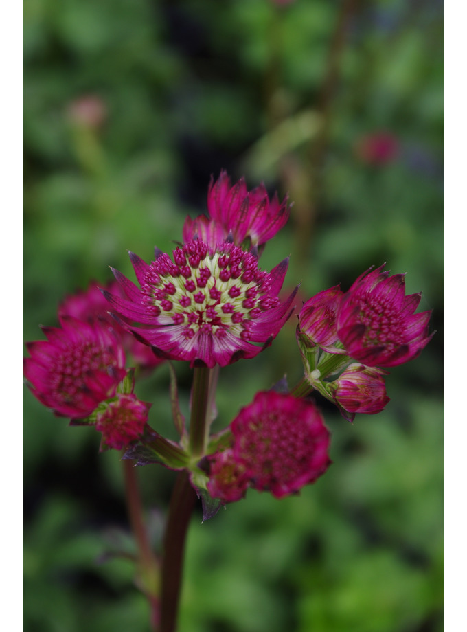 Astrantia major 'Star of Beauty' - The Beth Chatto Gardens