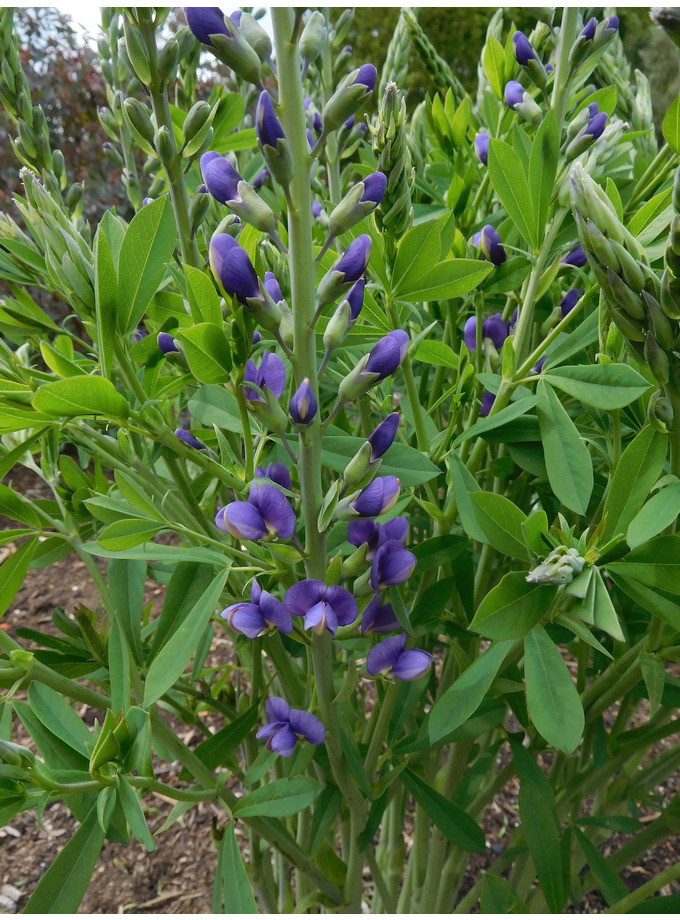 Baptisia australis �Blueberry Sundae� The Beth Chatto