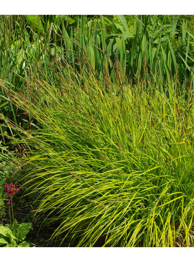 Carex > Carex elata 'Aurea' - The Beth Chatto Gardens