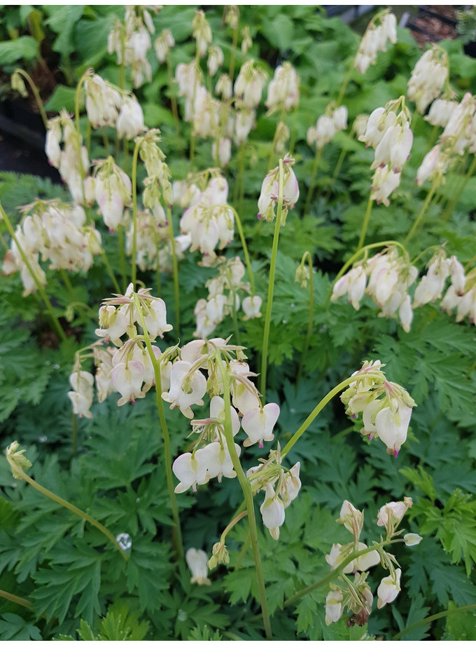 Shade Plants Dicentra Aurora The Beth Chatto Gardens