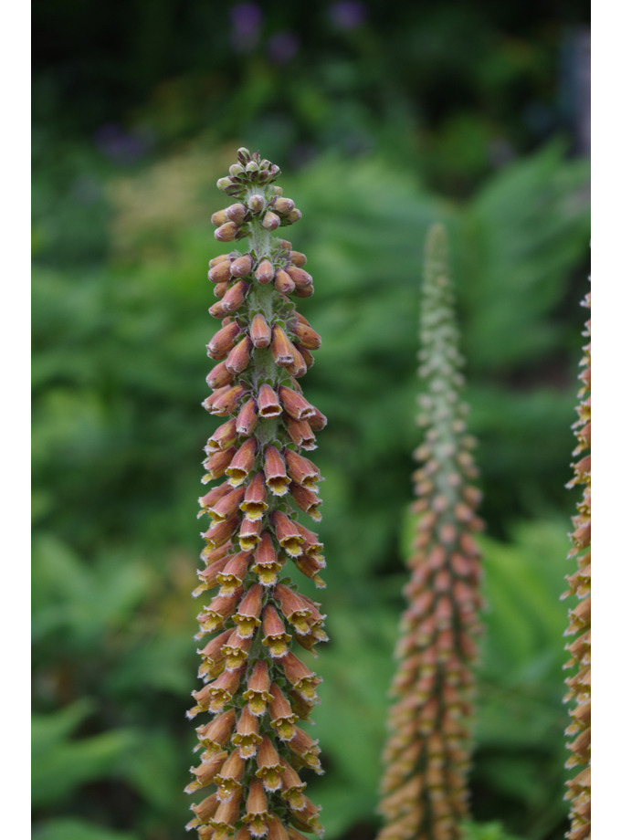 For Shade Digitalis Parviflora The Beth Chatto Gardens