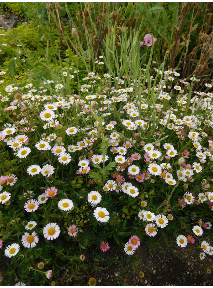 Erigeron karvinskianus - The Beth Chatto Gardens