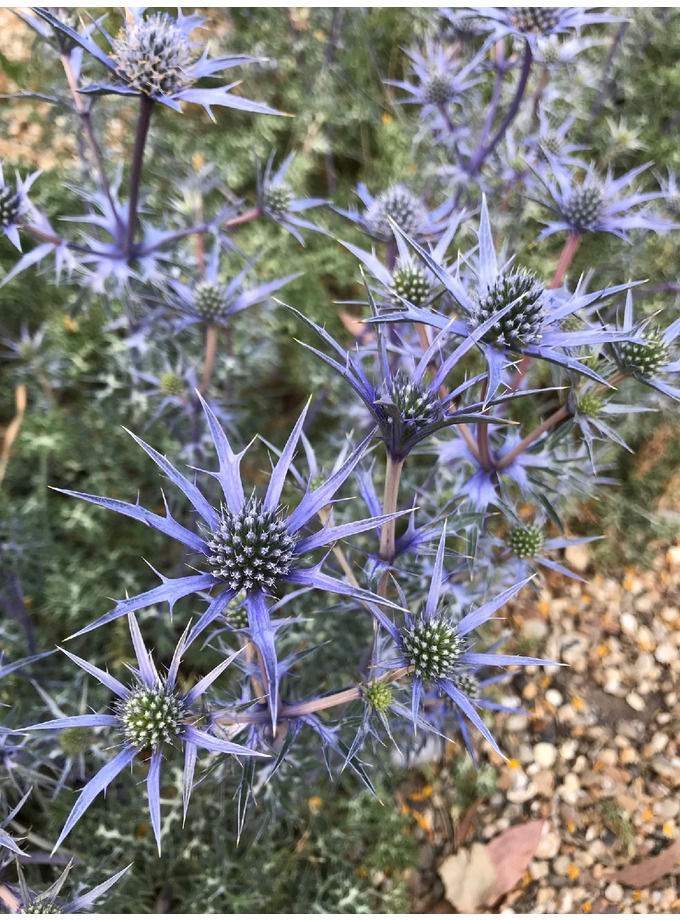Eryngium > Eryngium bourgatii The Beth Chatto Gardens