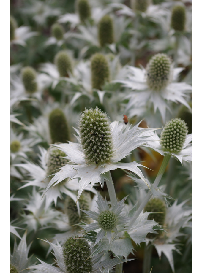 Eryngium Giganteum The Beth Chatto Gardens
