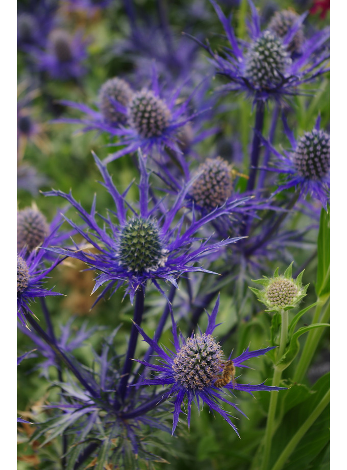 Eryngium > Eryngium x Zabelii The Beth Chatto Gardens