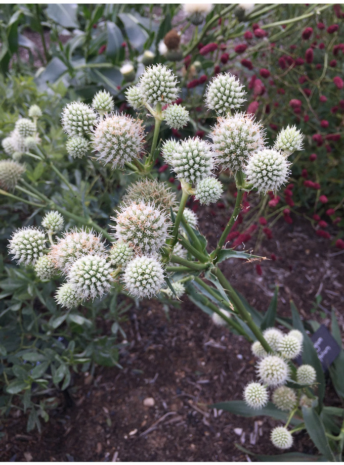 Eryngium yuccifolium The Beth Chatto Gardens